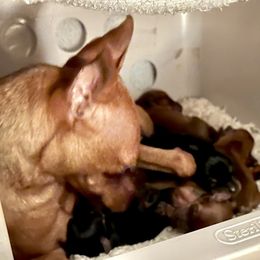 Miniature Pinscher puppies from Cross Bay Labradors