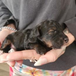 PUPPY 2 - Phantom male Poodle puppy in Saint Cloud, Florida from Rising Star Kennels