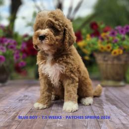 Blue Boy - Apricot male Goldendoodle puppy in Coppell, Texas from Bethel Stream Goldendoodles