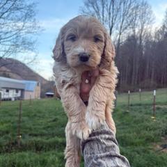 Girl 4 - Apricot female Double Doodle puppy in Jonesborough, Tennessee from Dry Creek Siberians