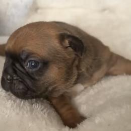 Garth - Fawn male French Bulldog puppy in Warm Springs, Arkansas from Seven Hills Arkansas