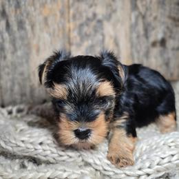 Jasper - Black and gold male Yorkshire Terrier puppy in Mountain Grove, Missouri from Precious Puppies