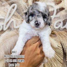 Vanilla Bean - Parti male Goldendoodle puppy in Pearland, Texas from Posh Paws Puppies