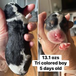 Boy 1 - Tri-color male Cavapoo puppy in Mc Connellsburg, Pennsylvania from Mumma’s Standard Poodles