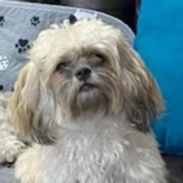 Shichons from Sharon's Shichon