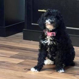 Sparkle - Parti female Poodle puppy in Lance Creek, Wyoming from CK Poodles LLC