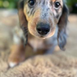 Rain - Dapple female Dachshund puppy in Temecula, California from Naomi Magee's Dachshund Kennel
