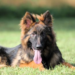 Panic - Sable German Shepherd puppy in Rockwall, Texas from Debut Shepherds