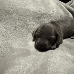 Short hair blue girl - Gray (blue) and tan female Dachshund puppy in Mount Vernon, Ohio from Double A Dachshunds