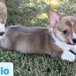 Milo - Sable Pembroke Welsh Corgi puppy in California from Belo Star Corgis