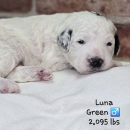 Green - Black and white male Bernedoodle puppy in Rockledge, Florida from Stormie's Doodles