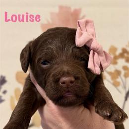 Pink Collar - Chocolate female Goldendoodle puppy in Blanchard, Oklahoma from Dream Doodles by Dondi