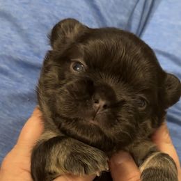 Boy 1 - Tricolors male French Bulldog puppy in Loganville, Georgia from Diamond In The Ruff