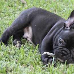 French Bulldogs from Pryde French Bulldogs