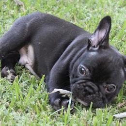 French Bulldogs from Pryde French Bulldogs