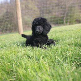 Pink boy - Black Poodle puppy in Caldwell, Ohio from Noble Hill Standard Poodles