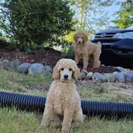 Brown Collar - Apricot male Poodle puppy in Orting, Washington from Coplar Creek Standard Poodles