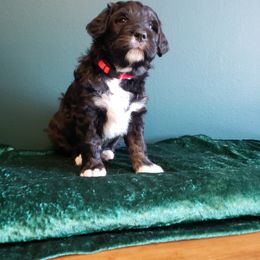 Bernedoodle Puppies from Badlands Bernedoodles