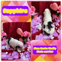 Sapphire - Blue merle and white American Corgi puppy in Stilwell, Oklahoma from Barton Farms Corgis
