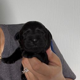 Blue collar Male - Black male Labrador Retriever puppy in Kissimmee, Florida from SunState Labs