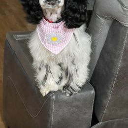 Cocker Spaniel Puppies from K&M crocker Spaniels