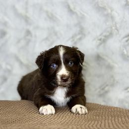 Ham - Red & white male Australian Shepherd puppy in Argyle, Iowa from Country Time Kennels