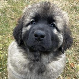 Leonbergers from Silver Star Leos