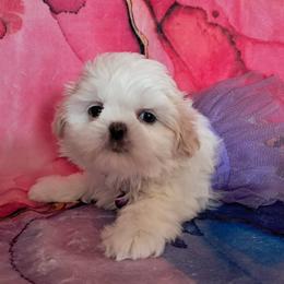 Candy - White female Shih Tzu puppy in Silver Springs, Nevada from Meadowlyn's Dream Shih Tzu