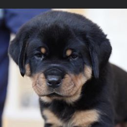 Rottweiler Puppies from Vom Gryphonberg
