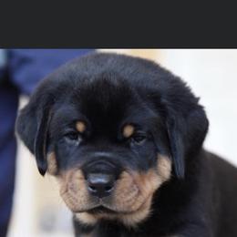 Rottweiler Puppies from Vom Gryphonberg