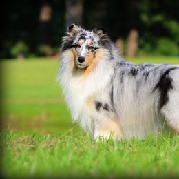 Shetland Sheepdog All Grown Up from Promise Shelties
