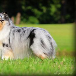 Shetland Sheepdog All Grown Up from Promise Shelties