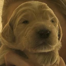 Ollie formally known as Prince Aladdin - Cream male Goldendoodle puppy in Puyallup, Washington from Dawnie’s Doodles