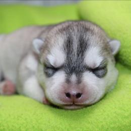 Clover - Gray and white female Siberian Husky puppy in Le Sueur, Minnesota from Tevana Siberians LLC