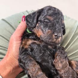 Green Collar - Black and tan male Cavapoo puppy in Indiahoma, Oklahoma from Farm Fresh Doodles