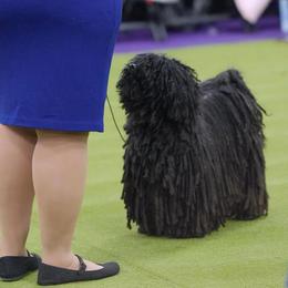 Bella - Puli