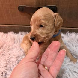 Shelby dark blue collar - Cream male Goldendoodle puppy in Atco, New Jersey from Flannery’s lucky pup’s🍀