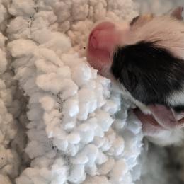 Pink - American Corgi puppy in Vancouver, Washington from Bitty B Farms