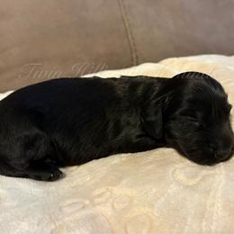 Midnight - Black male Dachshund puppy in Jonesboro, Illinois from Twin Hills Dachshunds