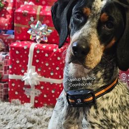 Bluetick Coonhounds from Puyallup Bluetick Coonhounds