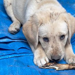 Labrador Retriever Puppies from Jewell Labradors