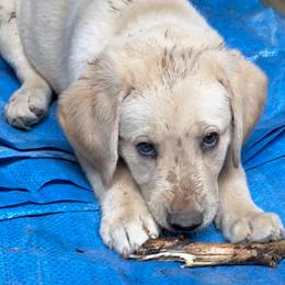 Labrador Retriever Puppies from Jewell Labradors