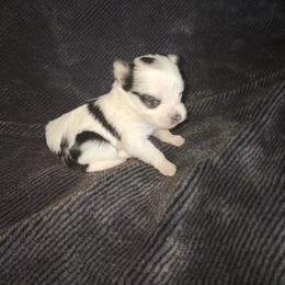 EPIC - White female Morkie puppy in Palmdale, California from J Designer Puppies