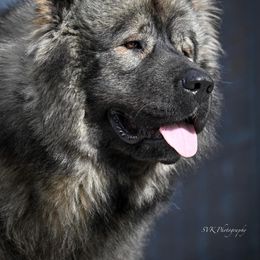 J’Argus - Caucasian Shepherd Dog