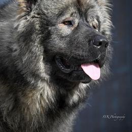 J’Argus - Caucasian Shepherd Dog
