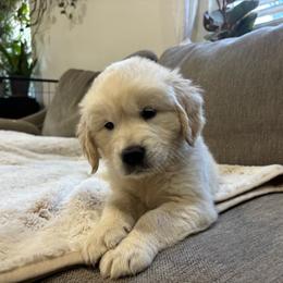 Archie - Light golden male Golden Retriever puppy in North Highlands, California from The Purrfectpups