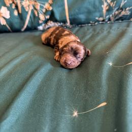 Holly - Dapple female Dachshund puppy in Nampa, Idaho from 208 Wiener Wiggle Butts LLC