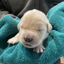 Prince - Light golden male Golden Retriever puppy in Ennis, Texas from Amberidge Golden Retrievers