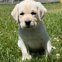 Girl 1 - Yellow female Labrador Retriever puppy in Medford, Oregon from Valley View English Labs