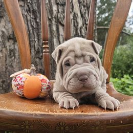 Chucky ( Doo Rag) - Lilac dilute male Chinese Shar-Pei puppy in Minden, Louisiana from Zoey's Waggly Tails